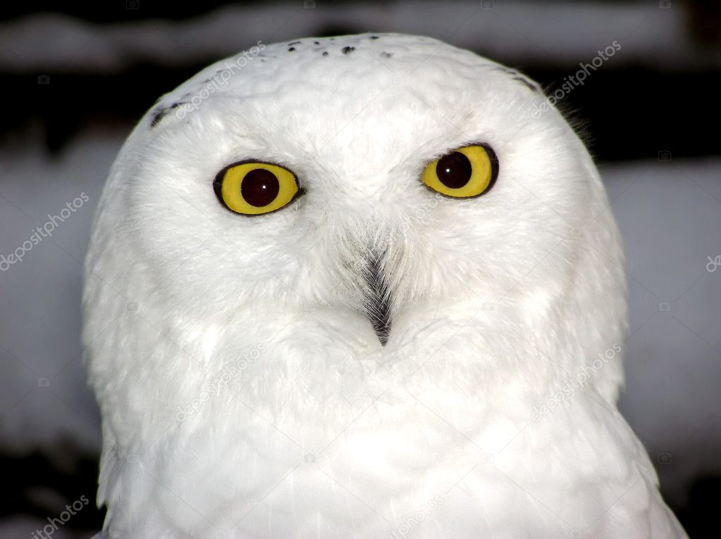 Snowy owl close-up