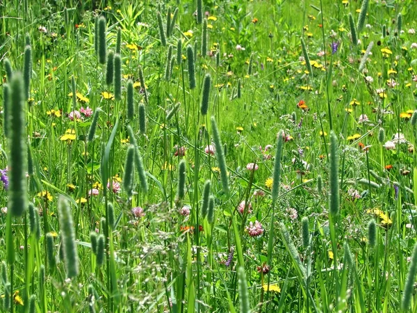 场草地上的野花 — 图库照片
