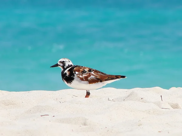 Pássaro na areia branca — Fotografia de Stock