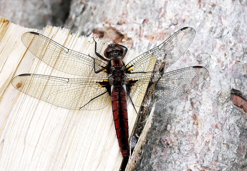 Red dragonfly resting on wooden log