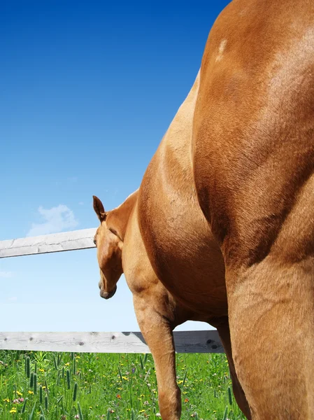 Kůň si přejí lepší — Stock fotografie