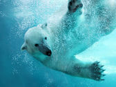 Картина, постер, плакат, фотообои "polar bear underwater attack", артикул 2857075
