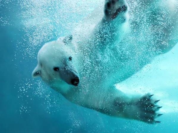 Атака белых медведей под водой Лицензионные Стоковые Изображения