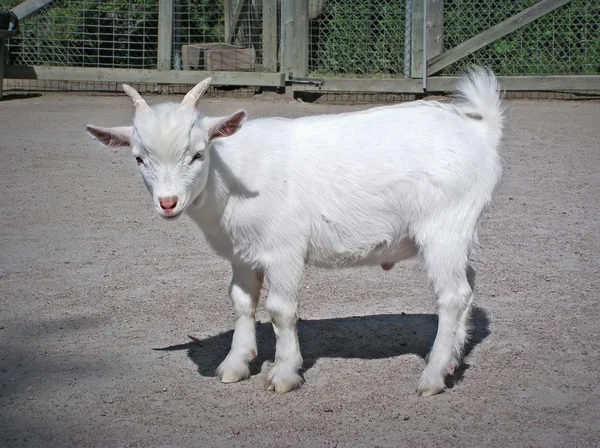 Funny baby witte geit — Stockfoto
