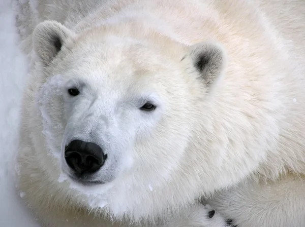 Белый медведь готов к портрету спящего — стоковое фото