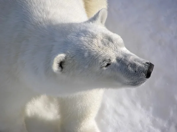 Niedźwiedź polarny w świetle wcześnie rano — Zdjęcie stockowe