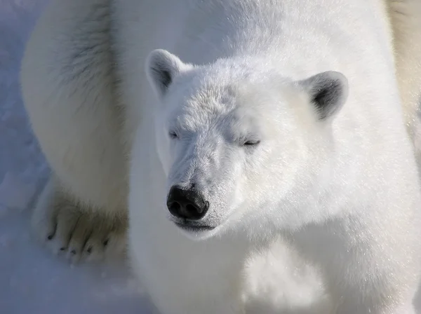 Oso polar descansando pacíficamente al amanecer — Foto de Stock