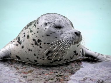 Harp seal close-up looking away clipart