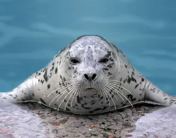 看看相机的竖琴海豹 — 图库照片