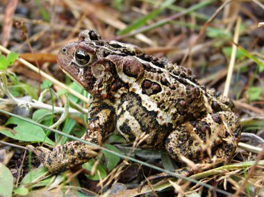 American toad side clipart