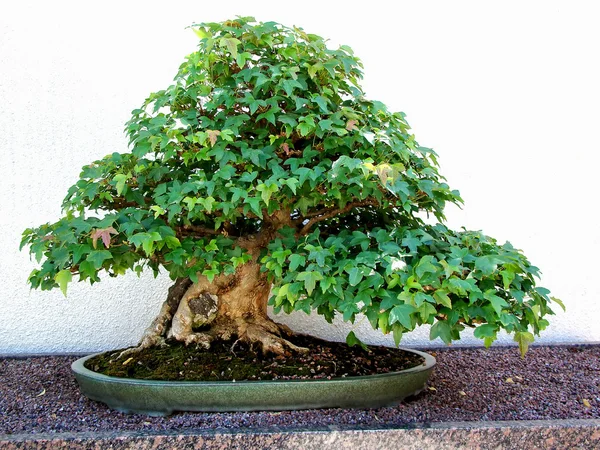 stock image Old maple bonsa