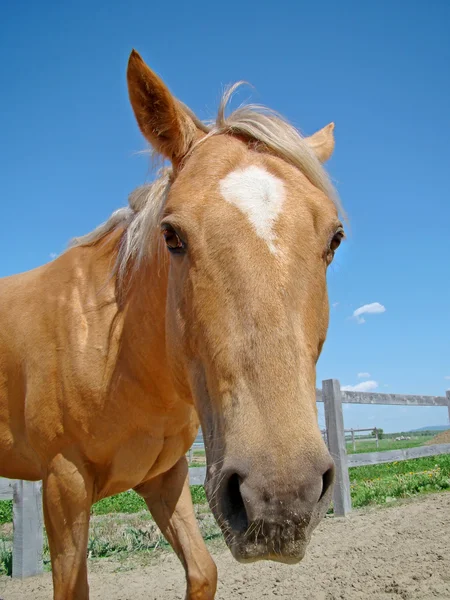 Legrační širokoúhlého pohledu kůň palomino — Stock fotografie