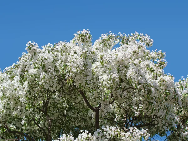 Δέντρο άσπρο λουλούδι — Φωτογραφία Αρχείου