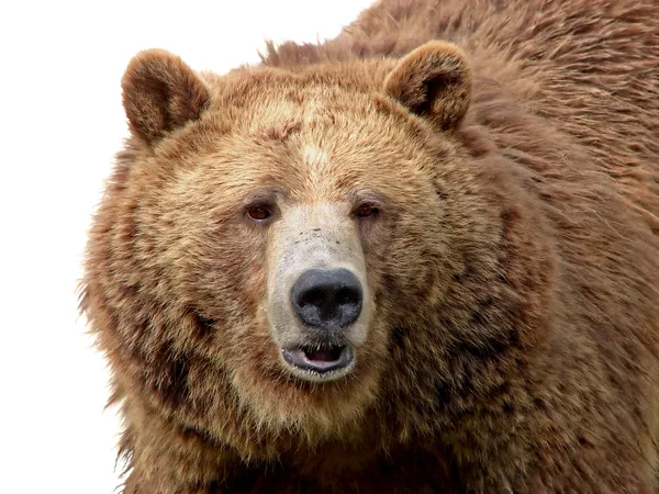 Grizzly close-up isolado em branco — Fotografia de Stock