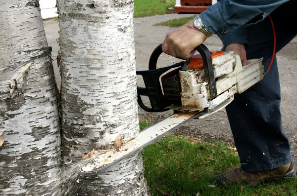Man cutting down trees — Stock Photo, Image