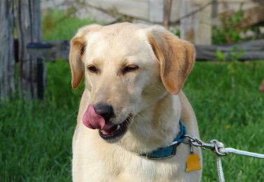 Labrador licking its nose clipart