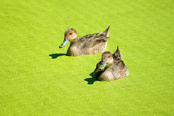 Couple of pintail ducks swimming in duckweeds