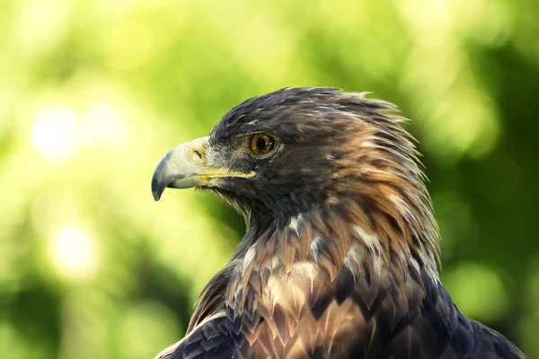Golden eagle portrét — Stock fotografie