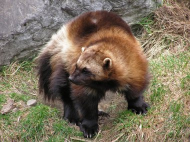 Close-up of a wolverine