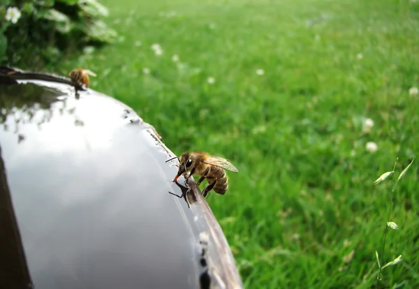 stock image Drinking honeybee