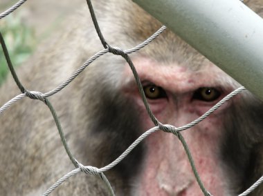 Concept captive monkey clipart