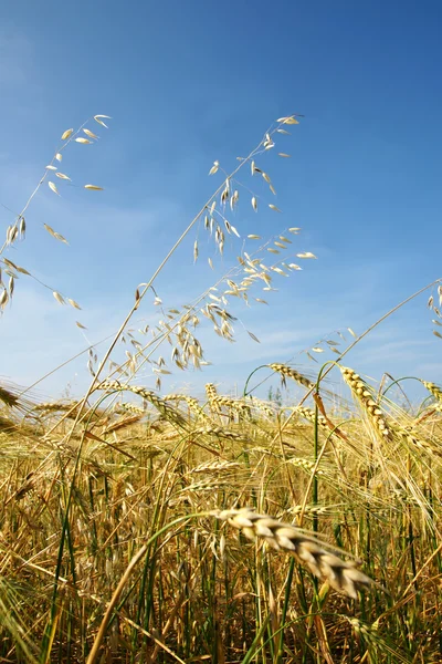 大麦和燕麦垂直 — 图库照片