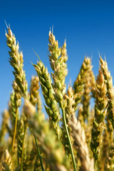 Close-up vertical de algum trigo — Fotografia de Stock