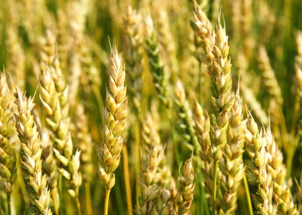 Zrání pšenice — Stock fotografie