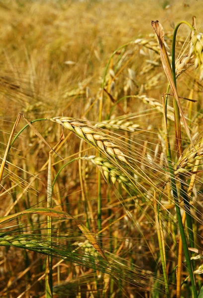 Vertical of barley field — Stock Photo, Image