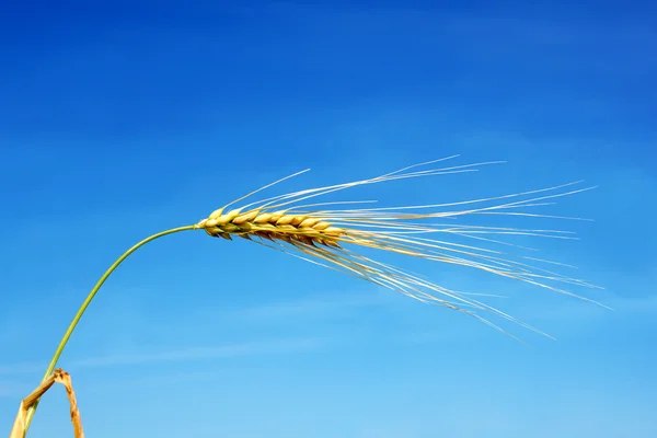 One barley strand — Stock Photo, Image