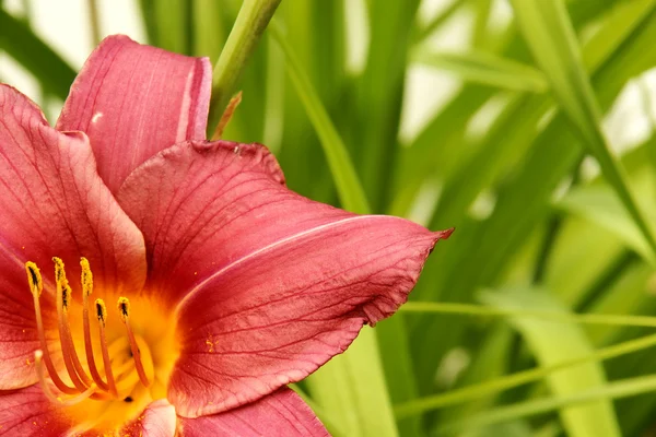 stock image Flower lily background