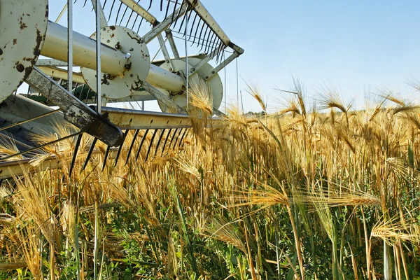 Old combine harvester stopped in barley field — Stock Photo, Image