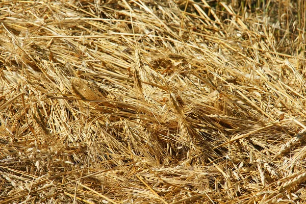 Close-up freshly cut barley and oat field — Stock Photo, Image
