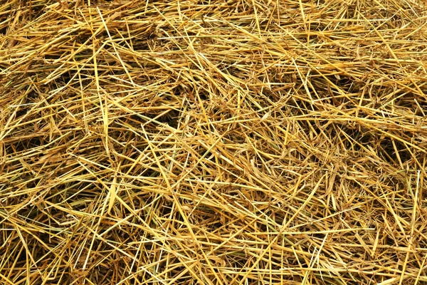 Свежевырезанное сено — стоковое фото