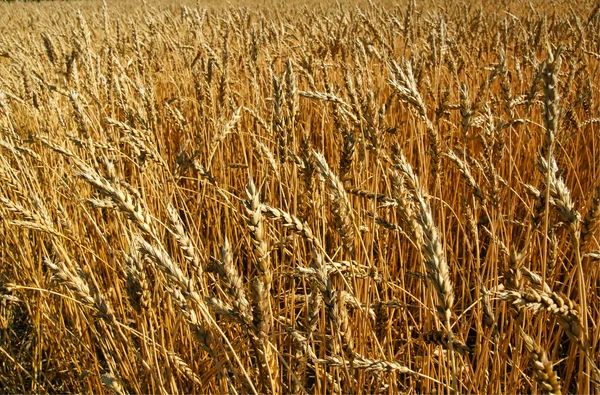 Ripe wheat field background — Stock Photo, Image