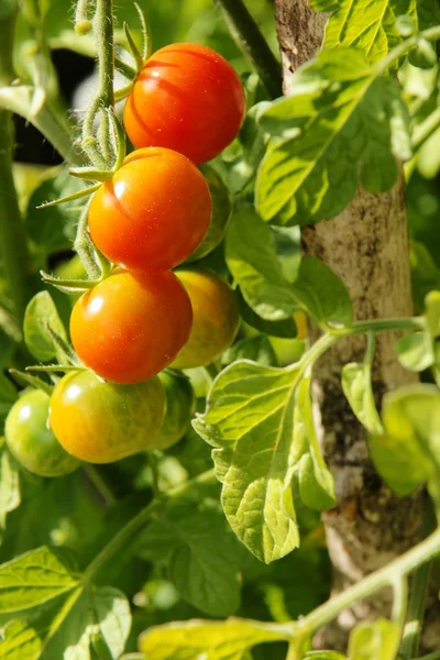 Barevné cherry rajčata vertikální — Stock fotografie
