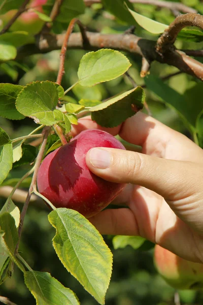 Vertical hand picking apple close up — Stock Photo, Image