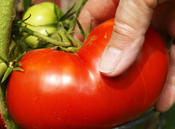 Büyük kırmızı malzeme çekme el domates — Stok fotoğraf