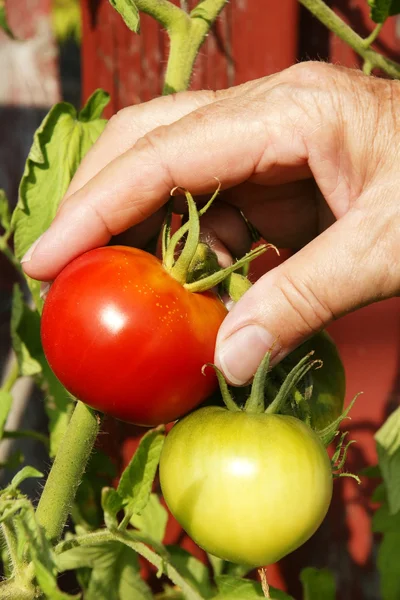 Cueillette verticale à la main tomate rouge — Photo