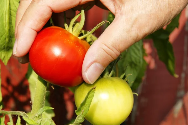 Hand picking red tomato beside green one — Stock Photo, Image