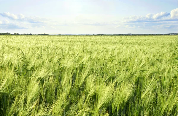 Jęczmień zielony pola zbóż i niebo — Zdjęcie stockowe