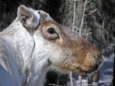 Caribou geyiği portre