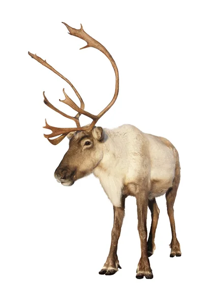 Komplett caribou ren isolerad — Stockfoto