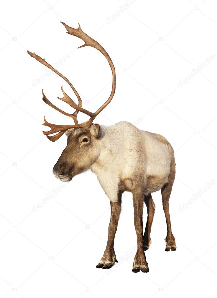 Complete caribou reindeer isolated Stock Photo by ©Mirage3 3835151