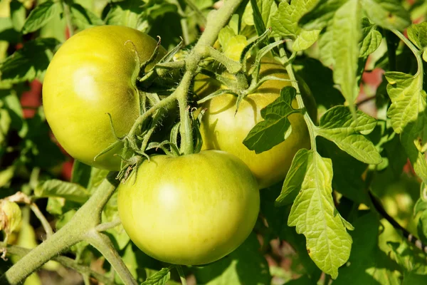 Green tomatoes in the sun — Stock Photo, Image