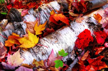 Maple leaves on paper birch clipart