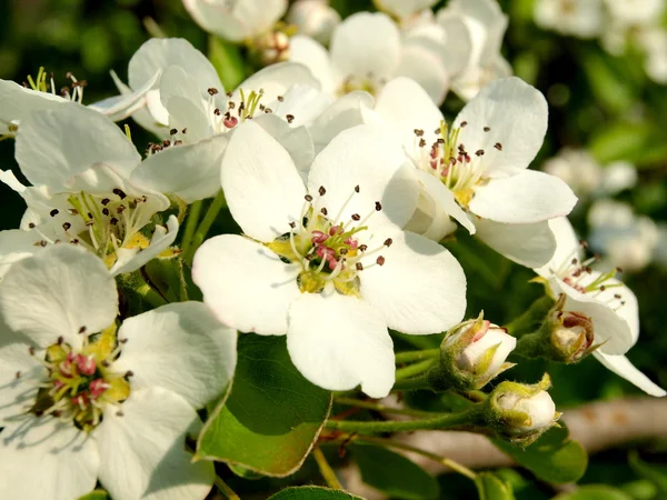 Branch of flowering apple-tree — Stock Photo, Image