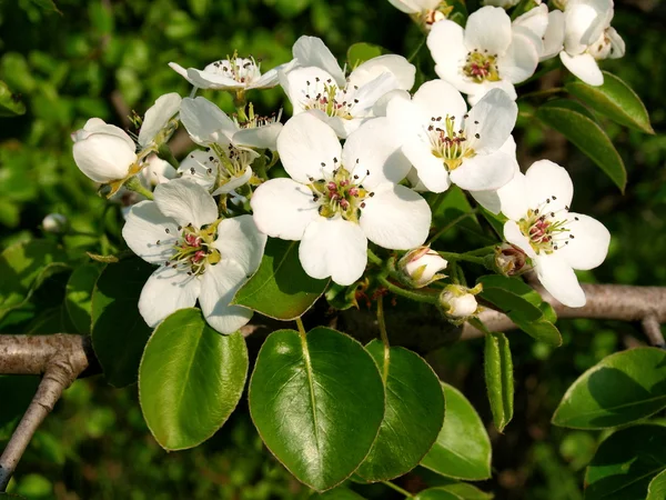 Flowering apple-tree — Stock Photo, Image