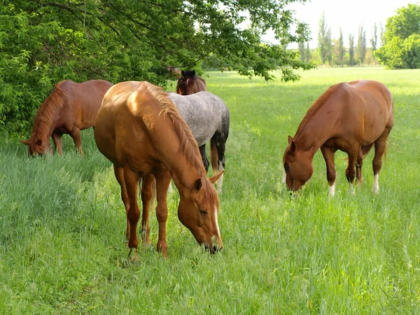 Pâturage de chevaux Images De Stock Libres De Droits