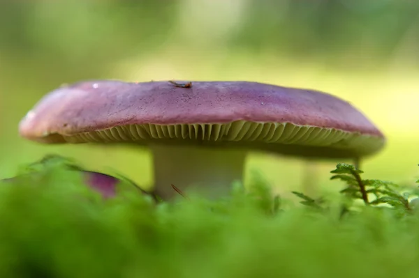 stock image Fungus